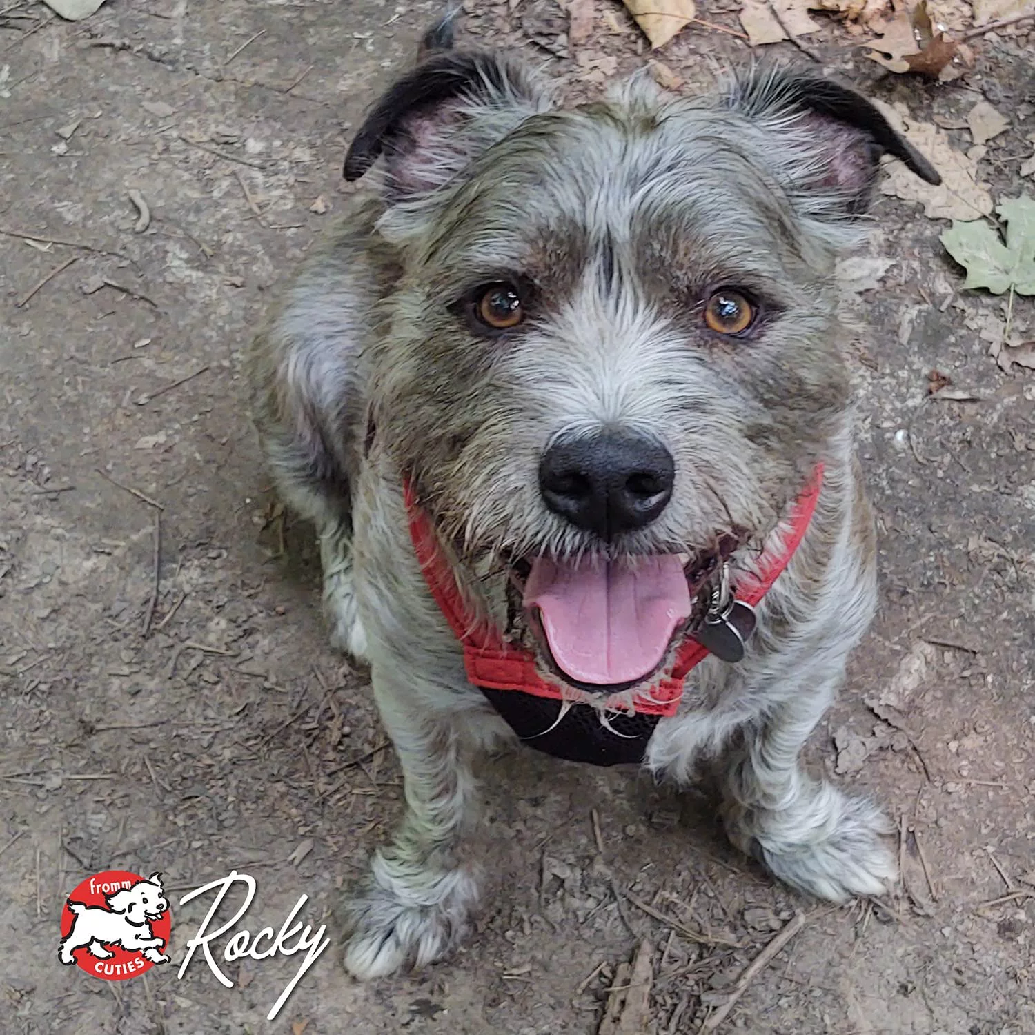 GOLD DOG LAMB PATE 12/12.2Z