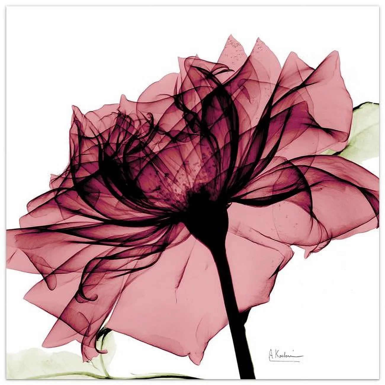 Chianti Rose I Frameless Free Floating Tempered Glass Panel Graphic Wall Art