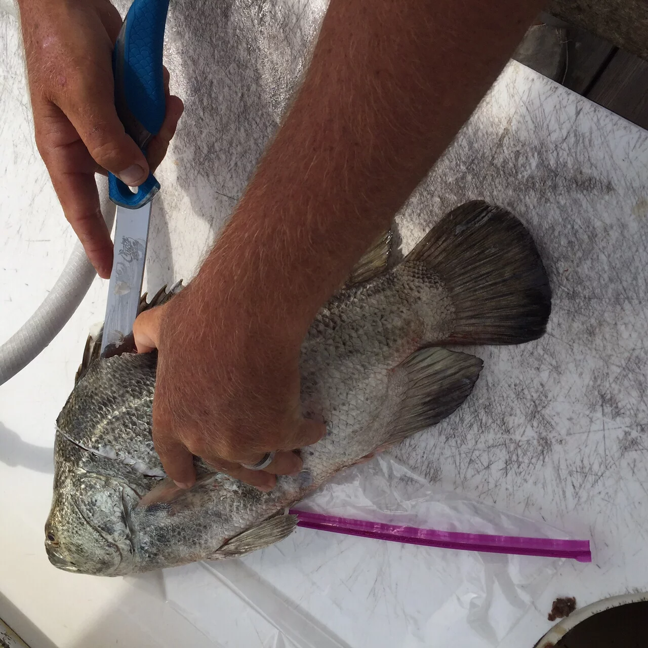 Cuda Titanium Bonded Wide Fish Fillet Knife, 7