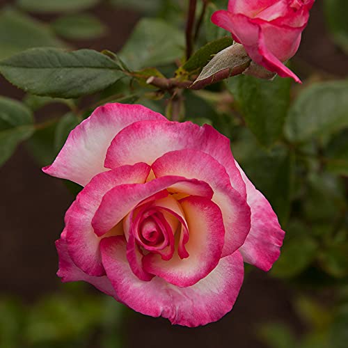 Heirloom Roses Climbing Rose Plant - Handel Live Rose Bush, Live Roses Plant for Outdoor Planting
