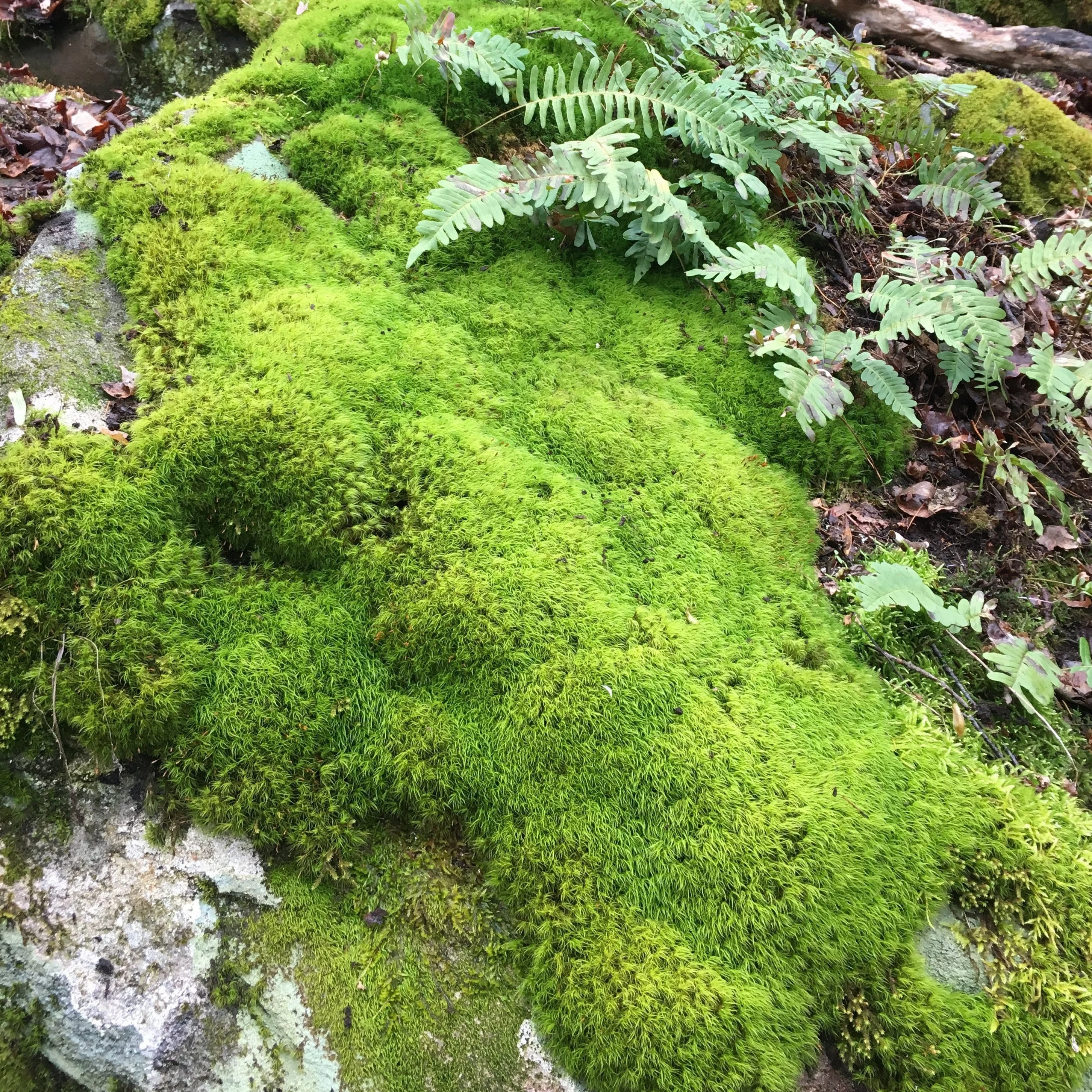 Rock Cap Moss - Dicranum scoparium (Mood Moss)