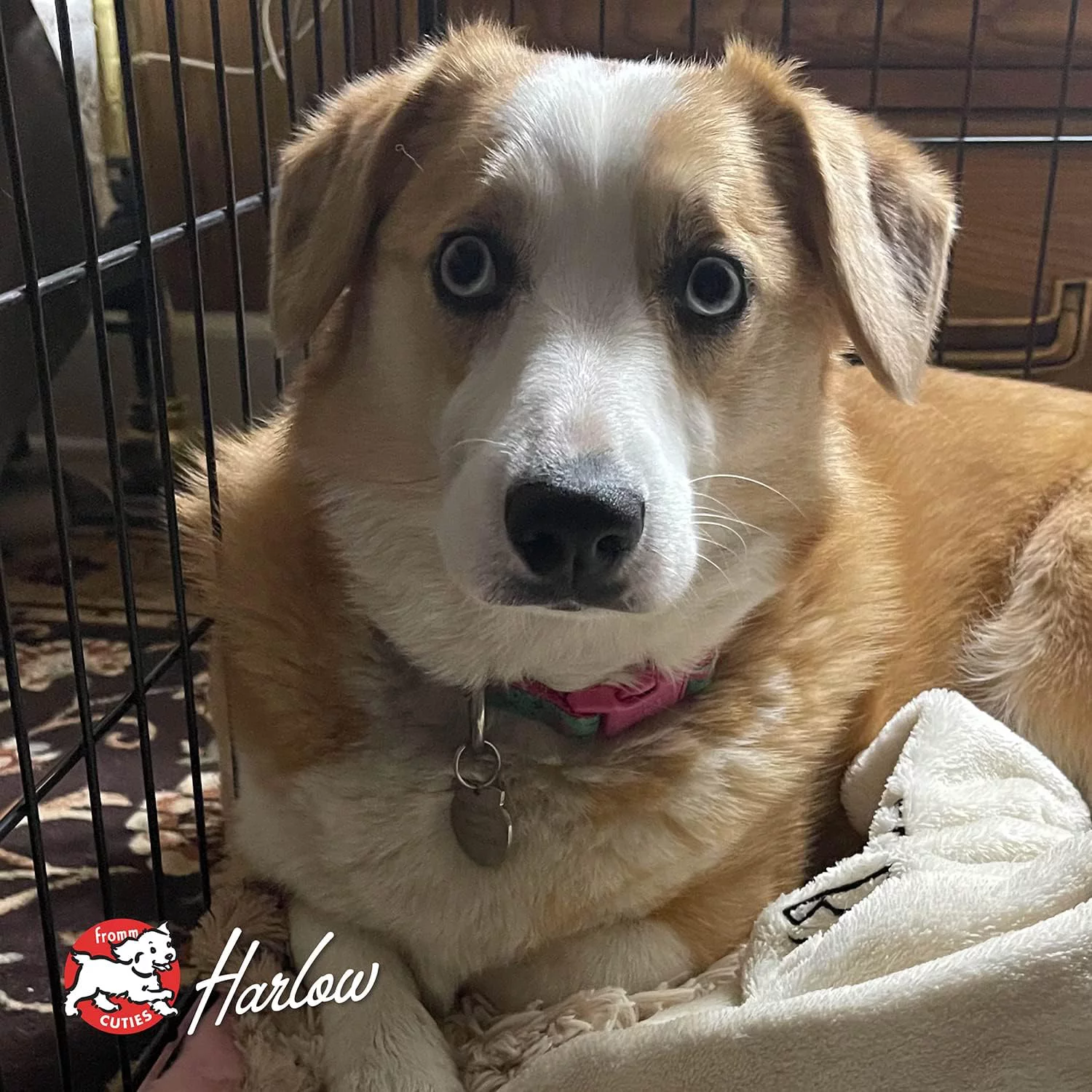 GOLD DOG LAMB PATE 12/12.2Z