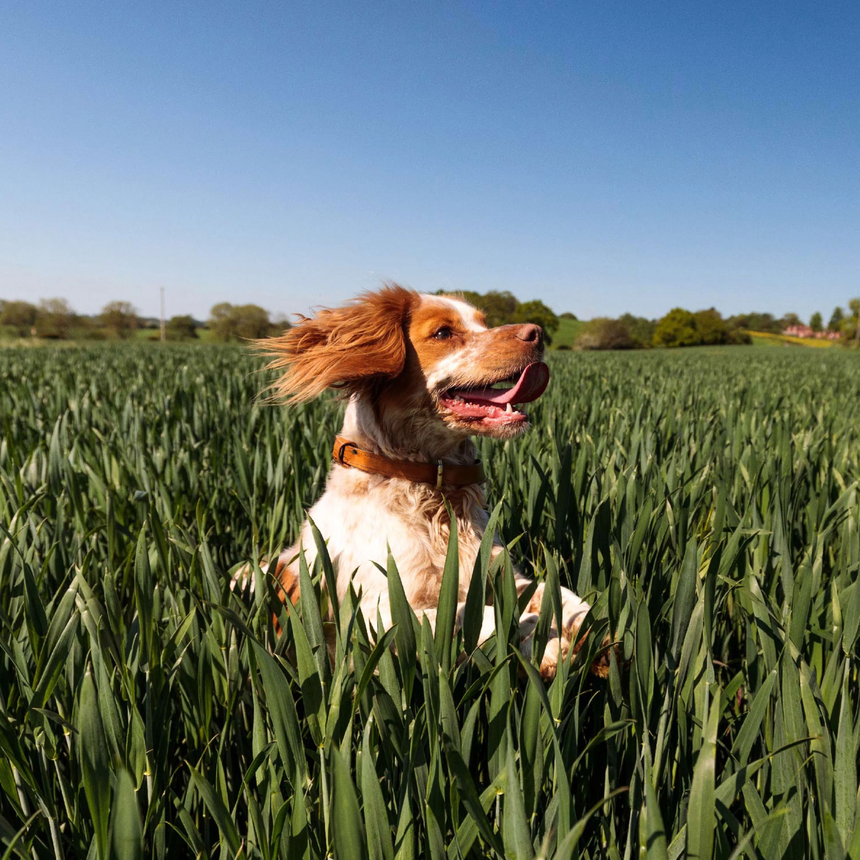 Nutro Ultra Large Breed Puppy High Protein Natural Dry Dog Food With A Trio Of Proteins From Chicken, Lamb And Salmon, 30 Lb. Bag