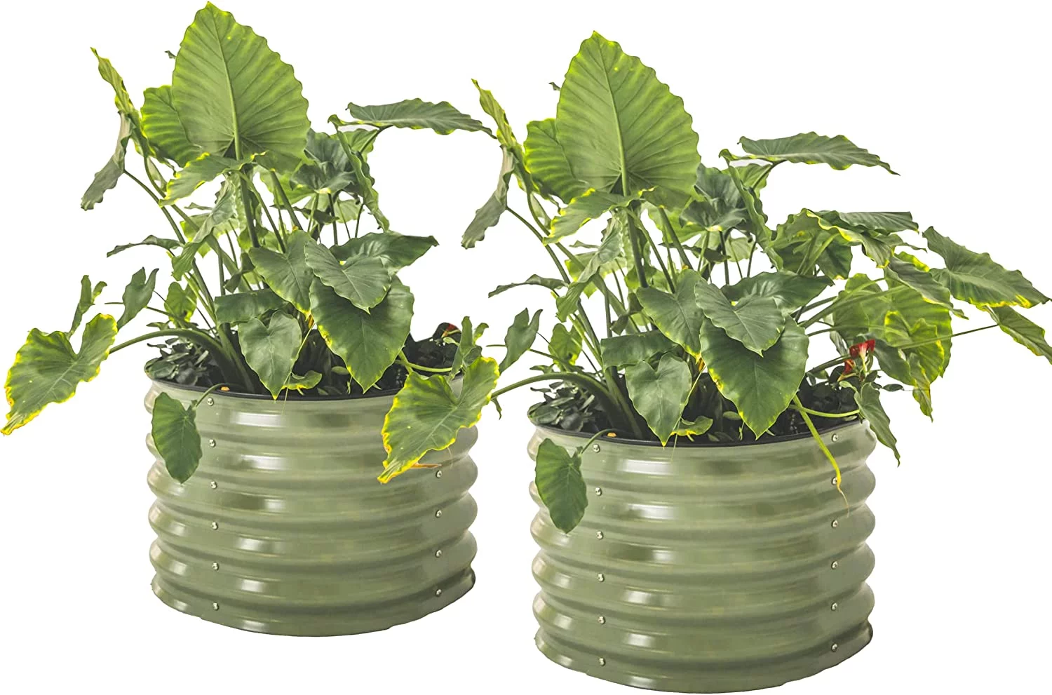 Twin Pack Vego garden 17