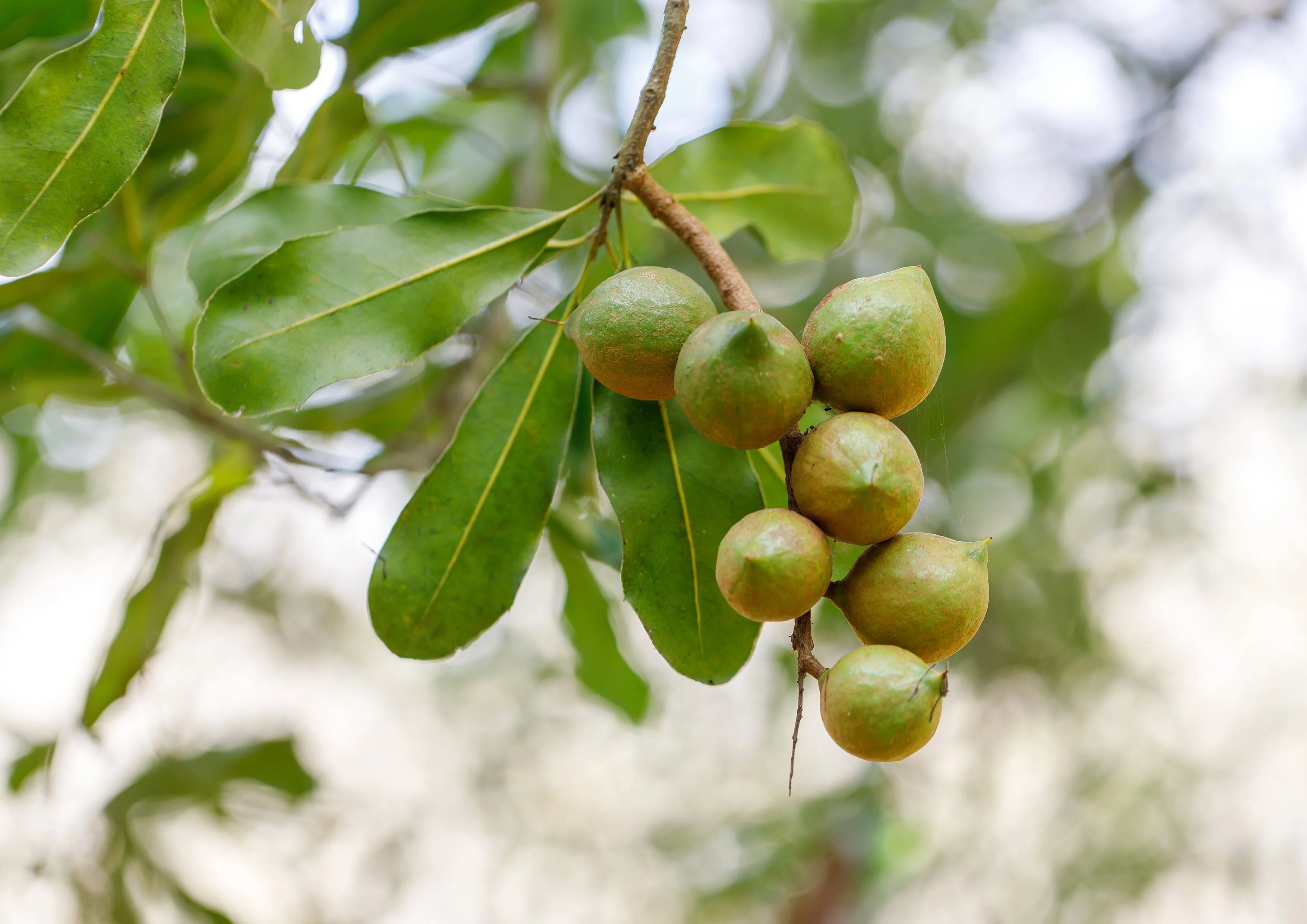 Macadamia Nut Pieces, 2 Pounds — Kosher, Raw, Vegan — by Food to Live