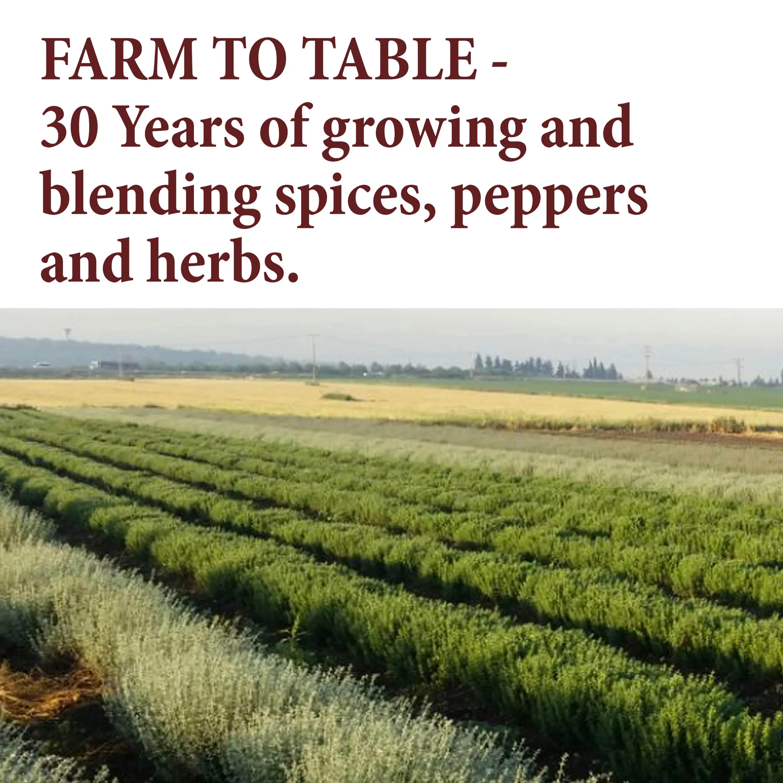 The Spice Way Star Anise – Whole Spice – 100% Natural - Resealable Pouch – 24 oz