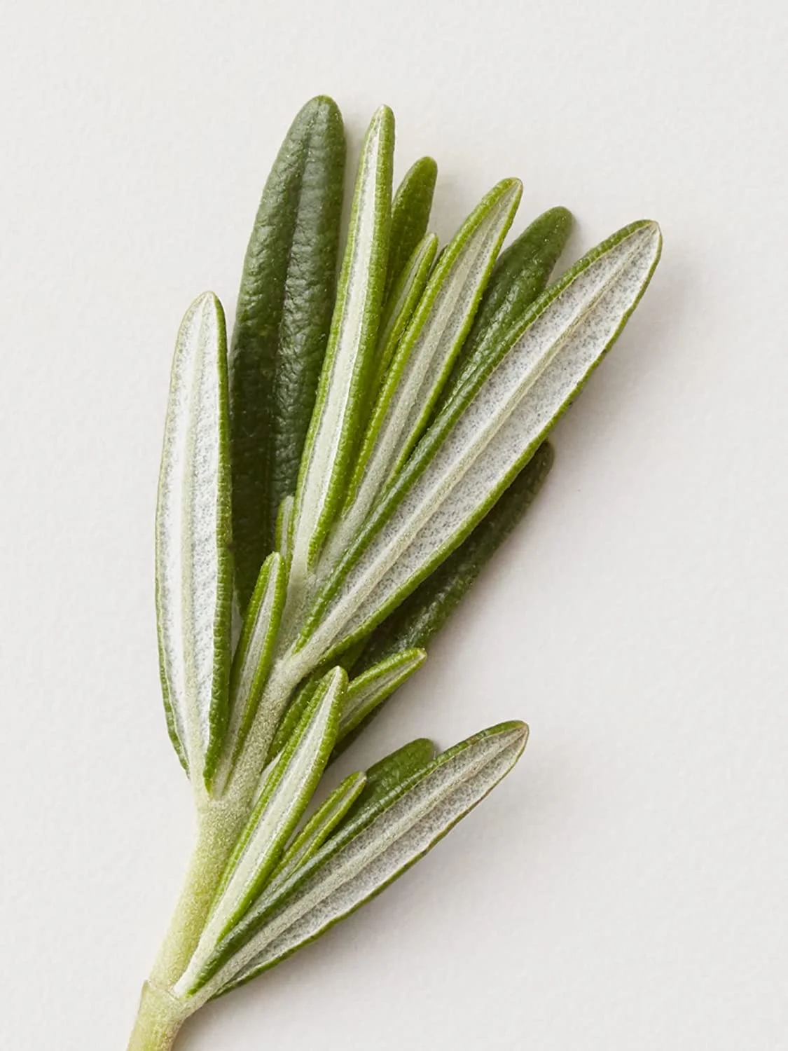 AG Hair Cosmetics Stucco Matte Clay Paste 2.5 oz