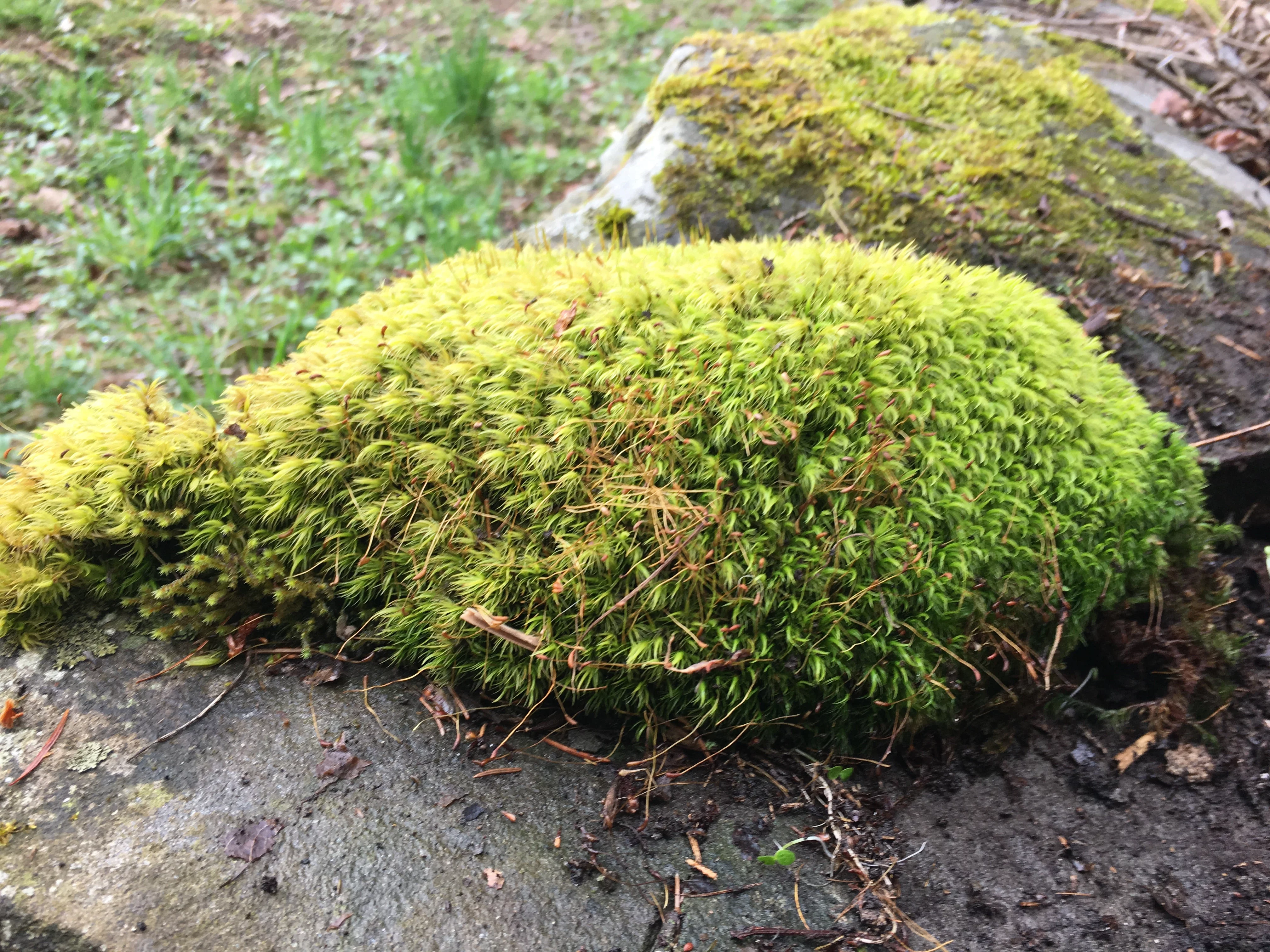 Rock Cap Moss - Dicranum scoparium (Mood Moss)