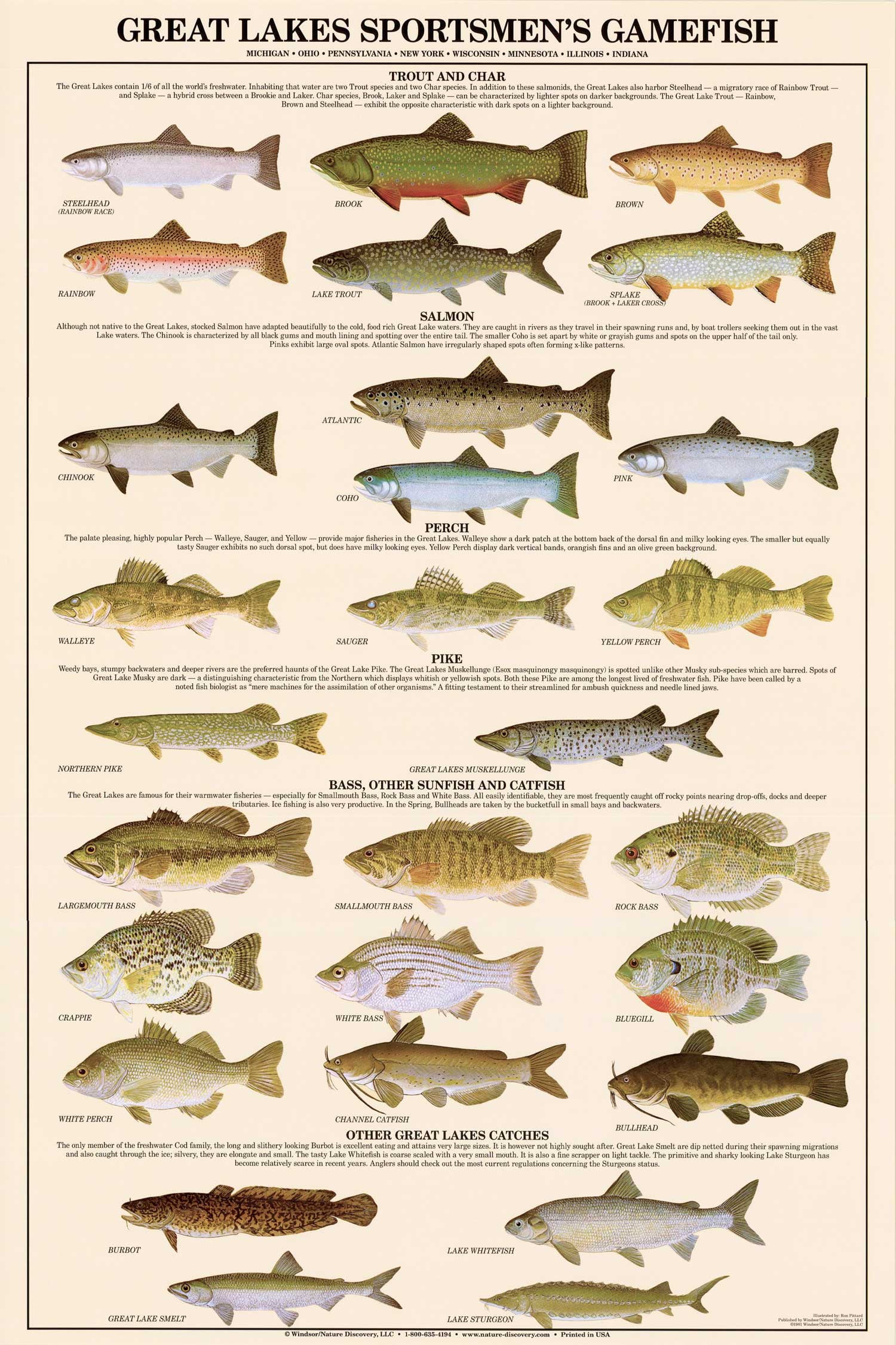 Fish Poster: Great Lakes Gamefish Sports Fishing Poster and Identification Chart