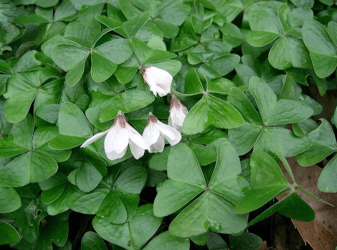 2 Shamrock Plants - Easy Houseplant - Oxalis - 4