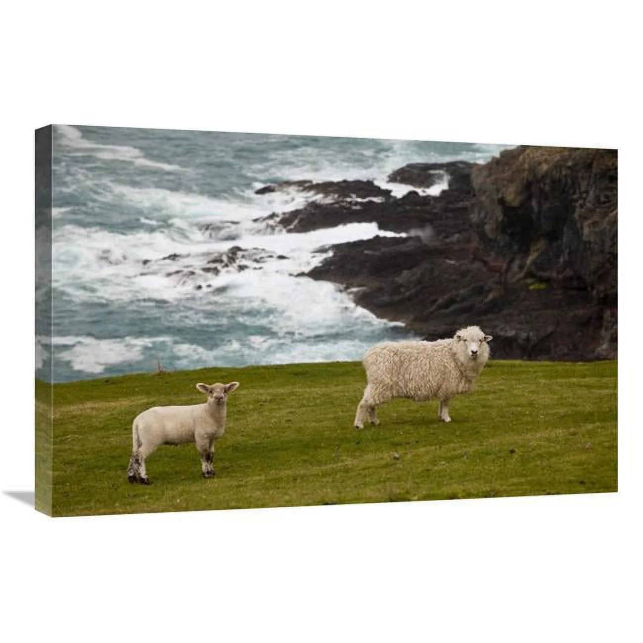 Global Gallery  20 x 30 in. Domestic Sheep & Lamb Near Cliff Edge, Stony Bay, Banks Peninsula, Canterbury, New Zealand Art Print - Colin Monteath