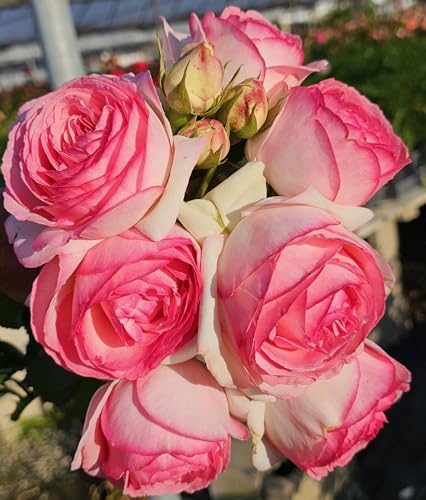 Ma Cherie Roses - Eden Rose Climbing Rose Live Plant, Rose Bushes Ready to Plant, Potted 2 Quart, Live Outdoor Plants, Pink Climbing Rose, Plant Gifts, Live Plants Outdoor, Roses Live Plants