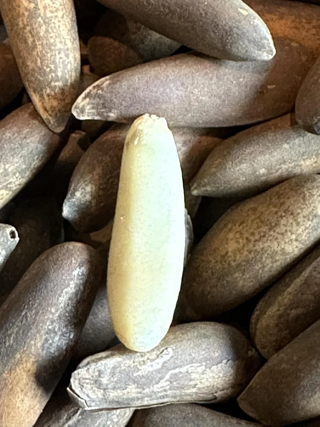 AFGHAN PINE NUT CHILGOZA PREMIUM FRESHLY ROASTED TO PERFECTION