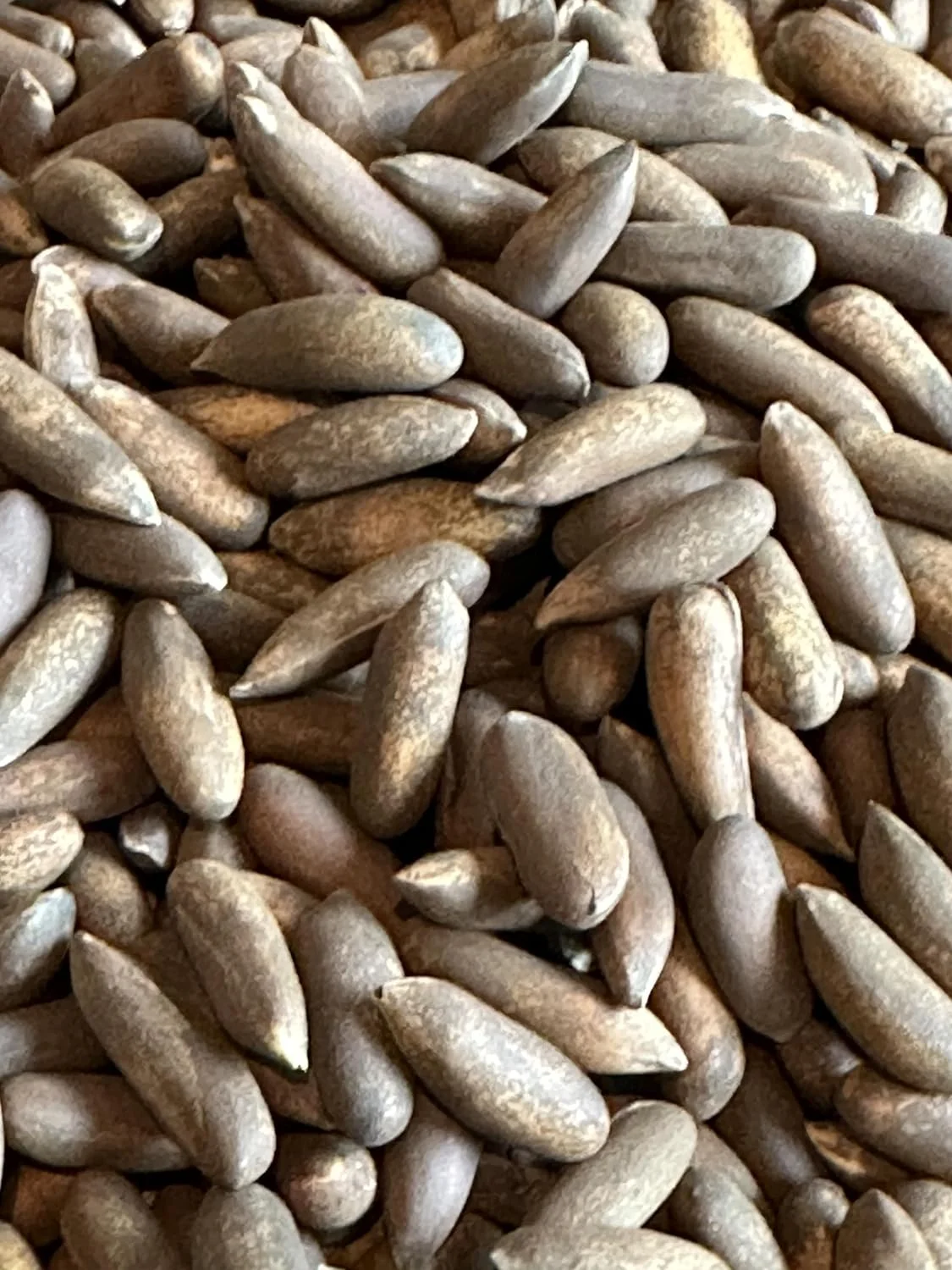 AFGHAN PINE NUT CHILGOZA PREMIUM FRESHLY ROASTED TO PERFECTION