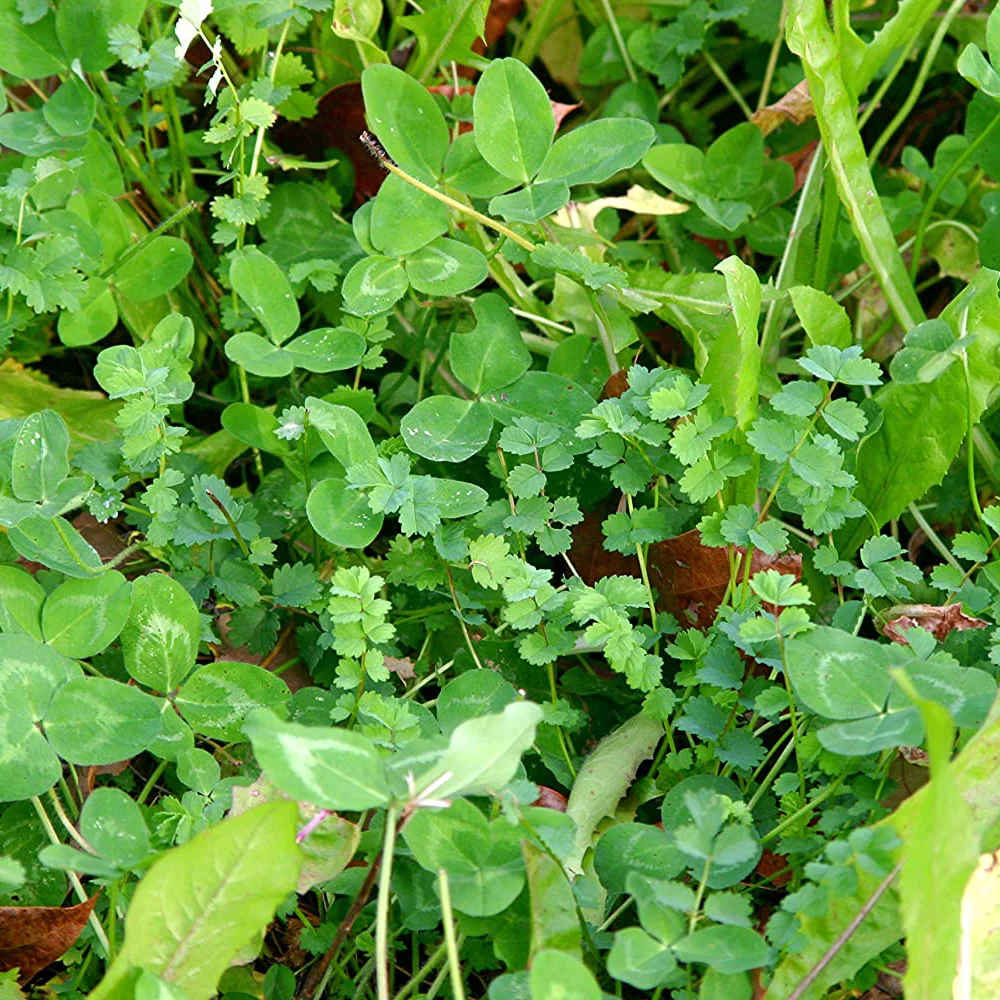 Whitetail Institute Imperial Extreme Perennial Deer Food Plot Seed, 5.6 Pounds