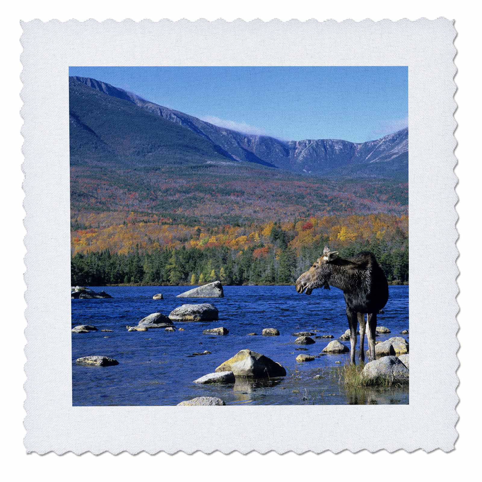 3dRose Cow moose wildlife, Mt. Katahdin, Baxter SP, Maine - US20 HGA0006 - Howie Garber - Quilt Square, 10 by 10-inch