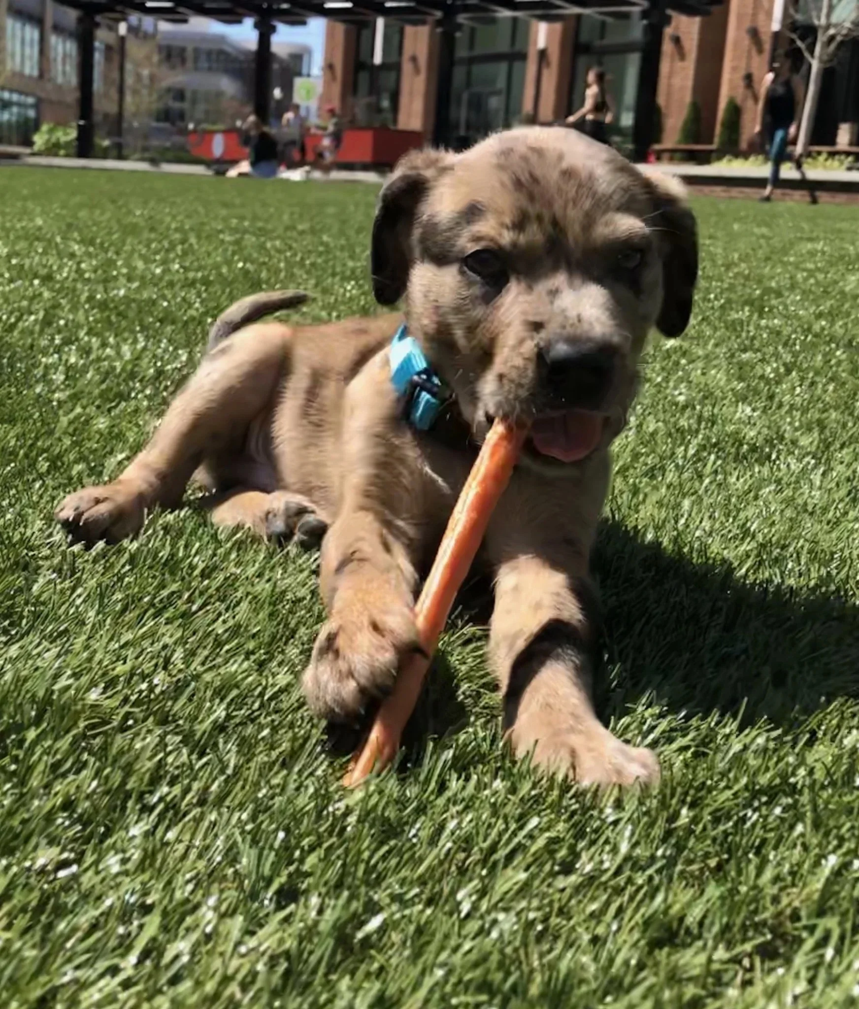 Turkey Tendon Round - Made in The USA - Large 1LB/16oz Bag