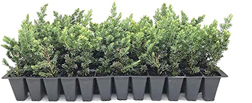 Juniper Blue Pacific - 10 Live Plants - 2 Inch Pot Size - Evergreen Ground Cover 'Shore Juniper'