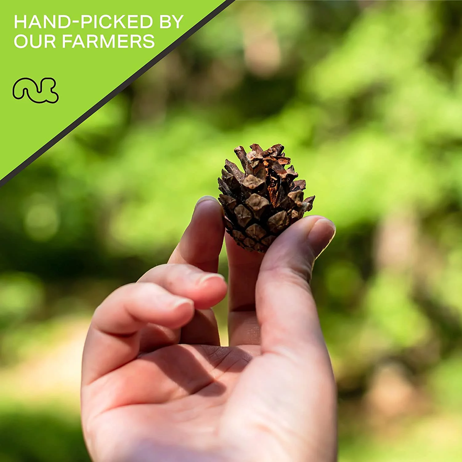 Premium Pine Nuts All Natural, Kosher, Vegan, Raw Pignolias by Nut Cravings (16oz - 1 lbs)