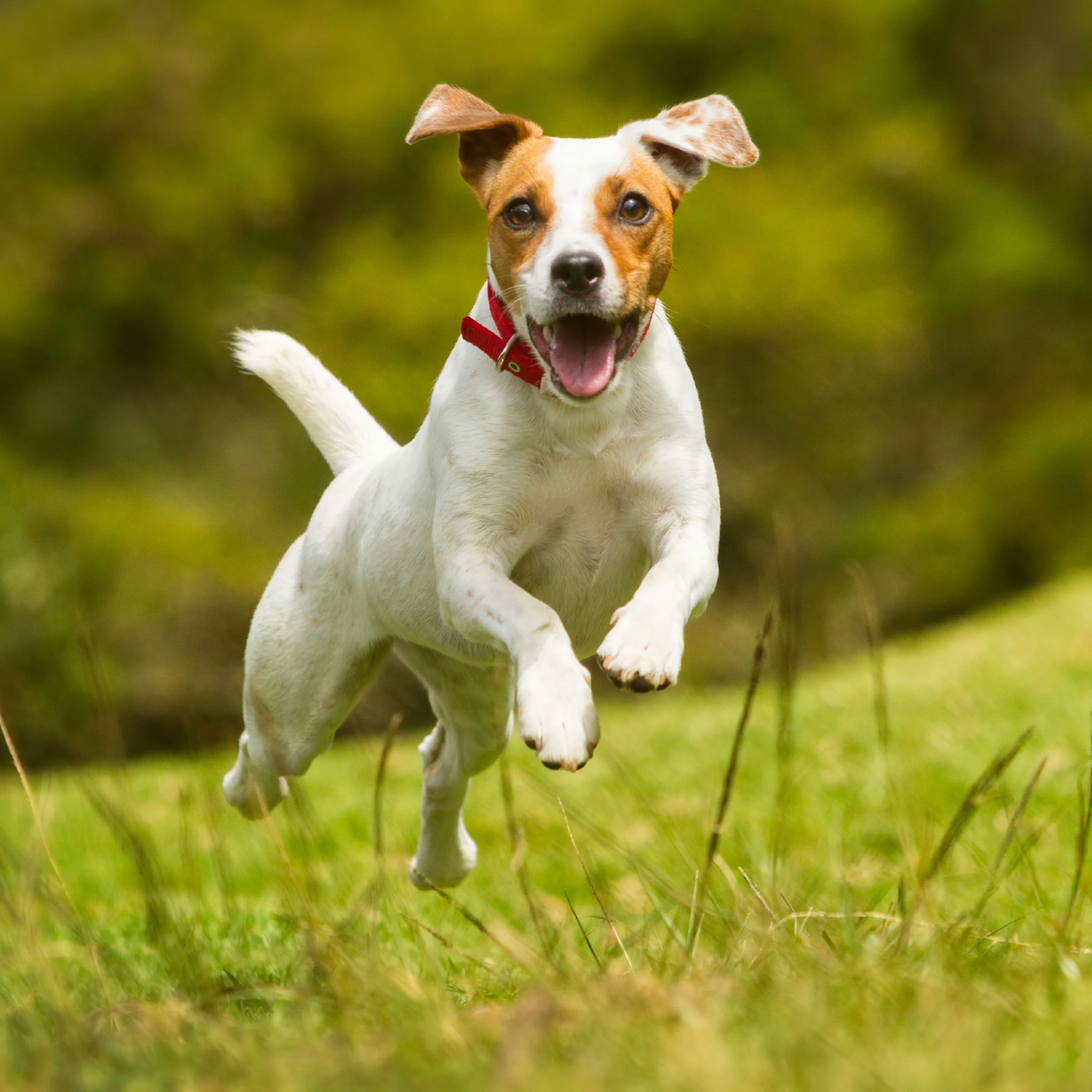 Nutro Ultra Large Breed Puppy High Protein Natural Dry Dog Food With A Trio Of Proteins From Chicken, Lamb And Salmon, 30 Lb. Bag