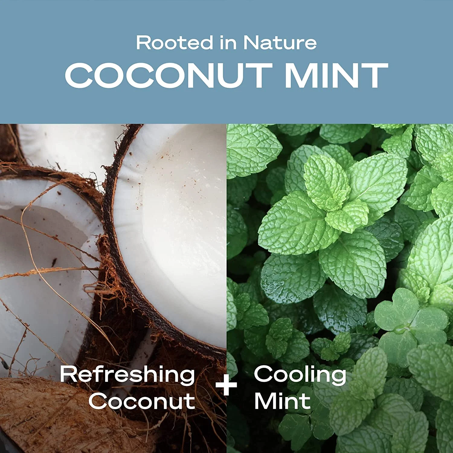 Hey Humans - Body Wash Coconut Mint - 14 fl oz (Pack of 3)