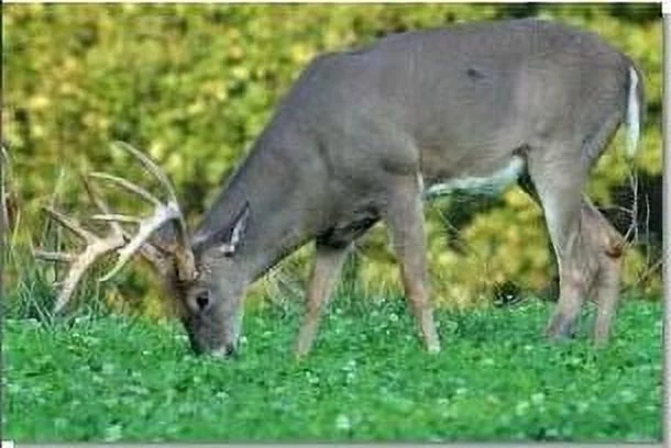 Pennington Rackmaster Deluxe Fall Deer Mixture Food Plot Seed Mix 50lb