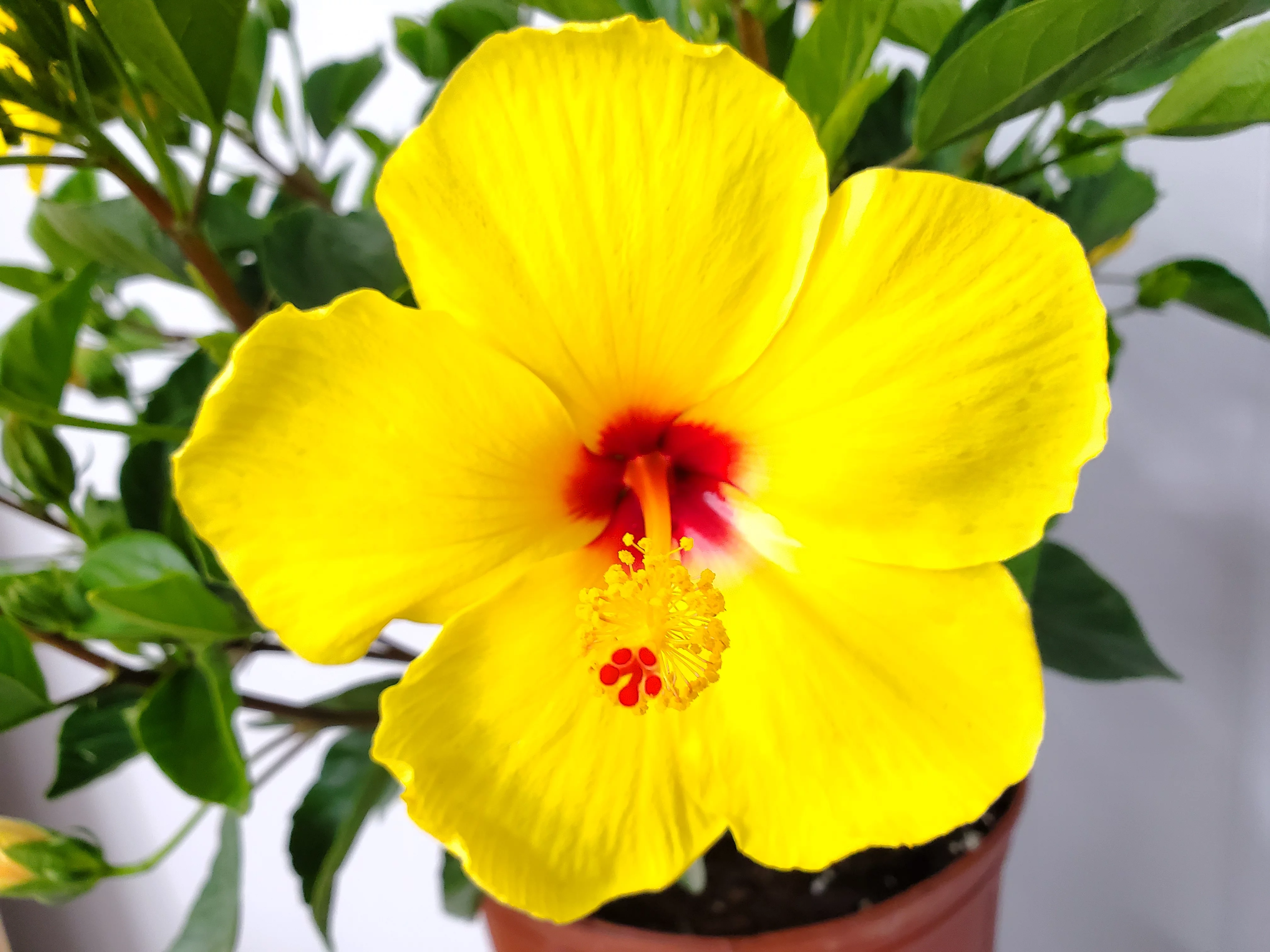 Tropical Plants of Florida 22