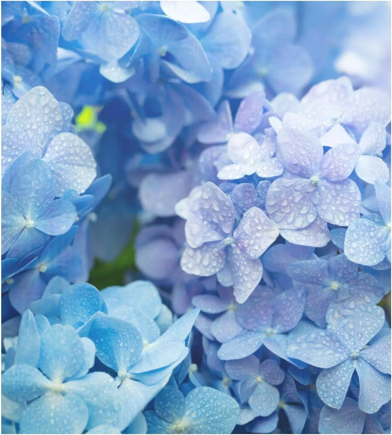 Hyjoy 23x26In Blue Hydrangea Flowers Dishwasher Magnet Cover,Reusable Fridge Panel Decal with Magnetic Stickers for Kitchen Appliance Home Decor