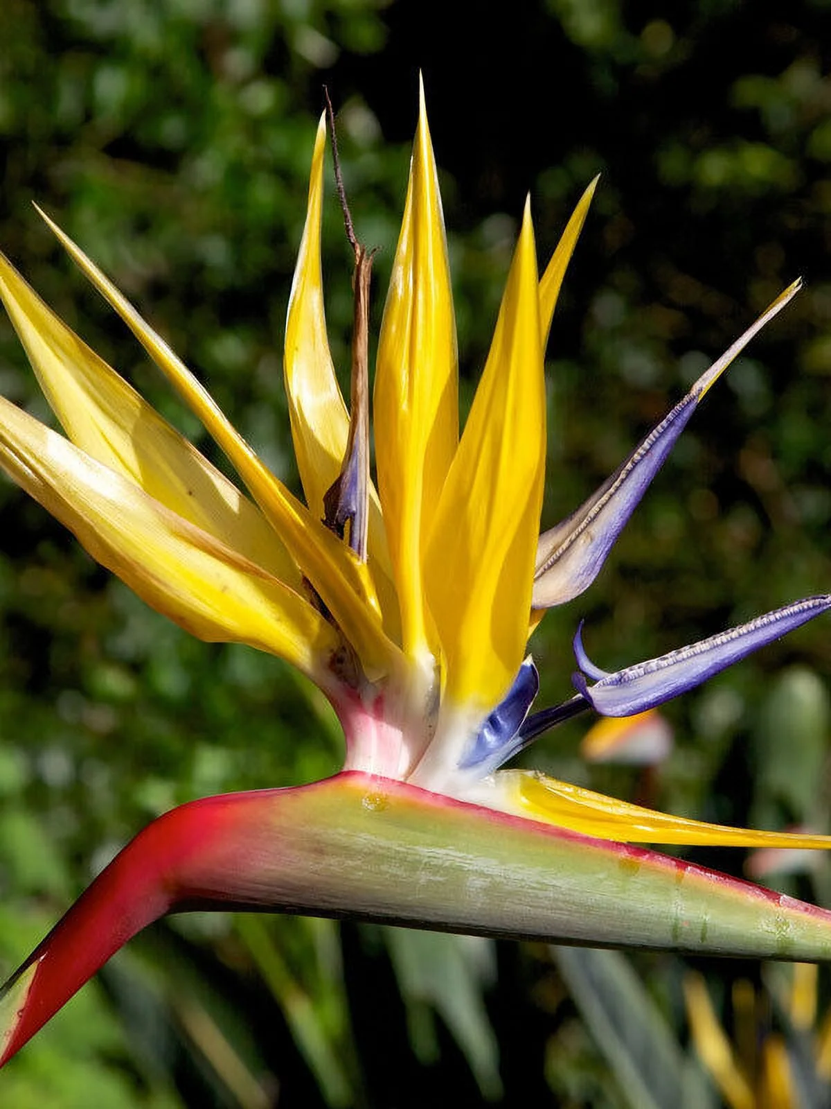 ~~MANDELAS GOLD~~Yellow Bird of Paradise~Strelitzia Reginae~~SMALL ROOTED PLANT