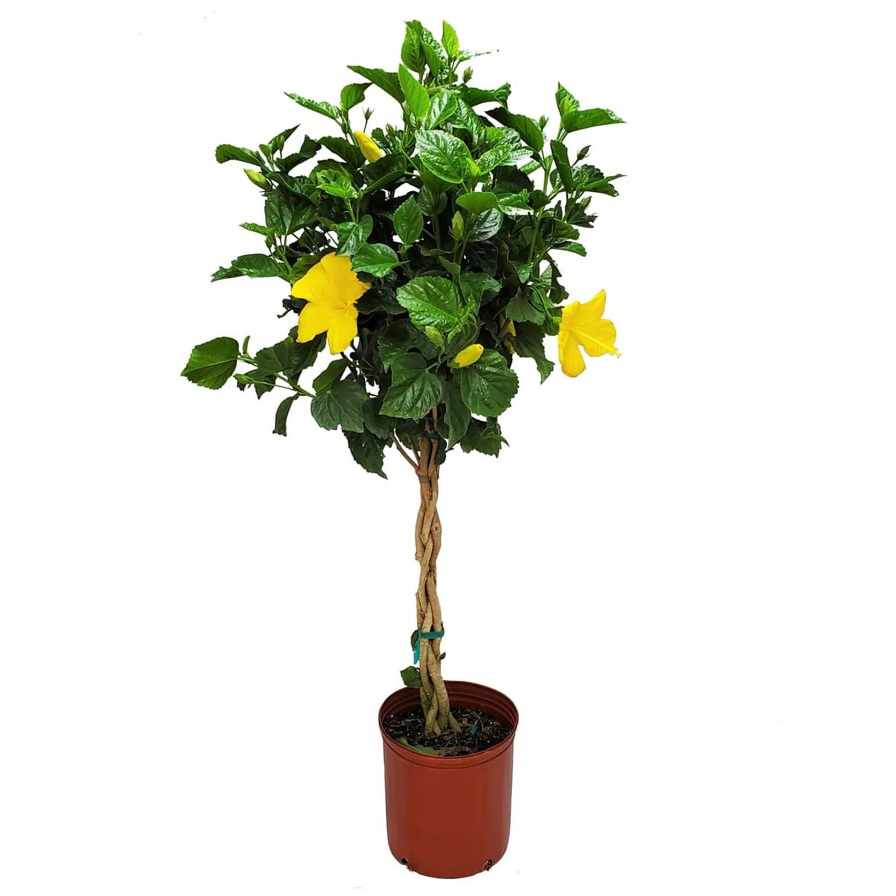 Tropical Plants of Florida 38