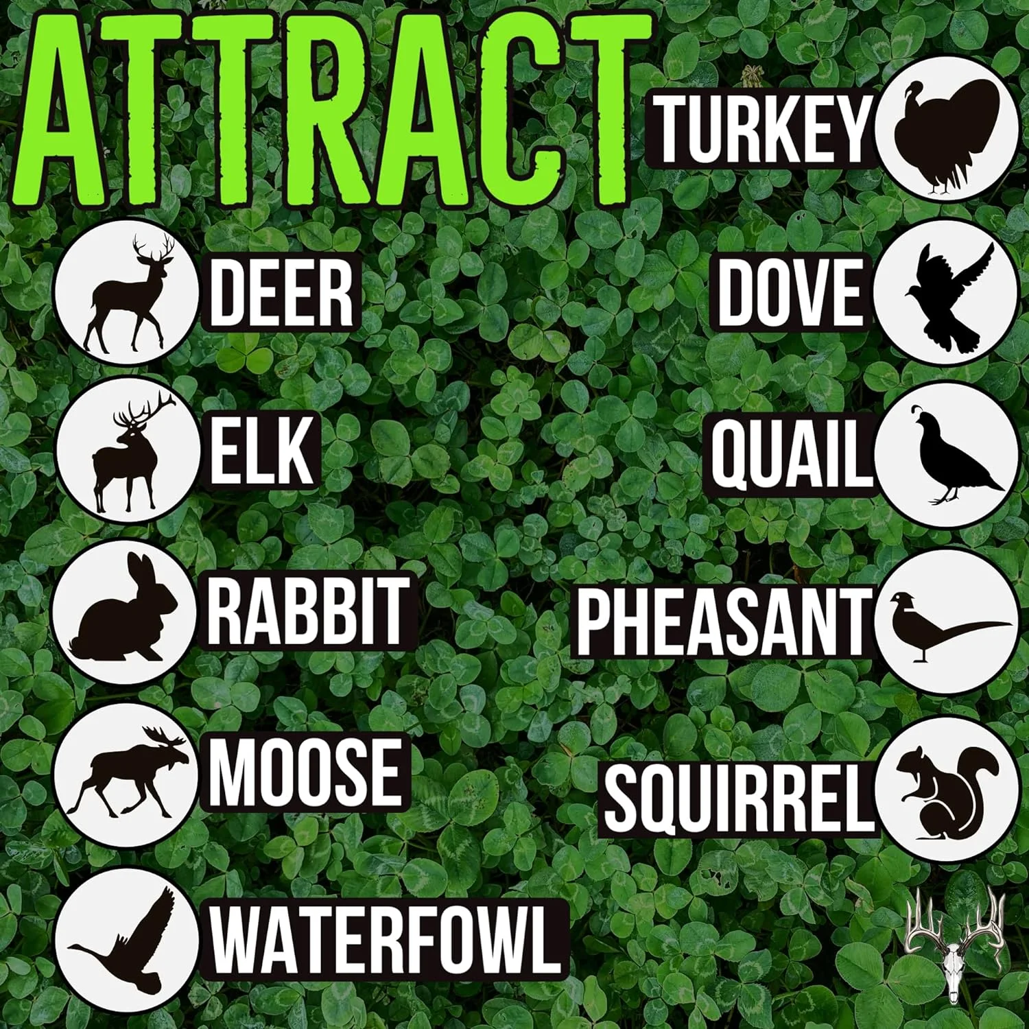 Crooked Bend Four Clover Combo Blend, 25LB Bulk, Perennial Food Plot Seed, Pheasant, Duck, Dove, Wildlife, Rabbit, Elk, & Wild Turkey Attractant, Grow Ground Cover & Whitetail Deer Hunting Food Plots