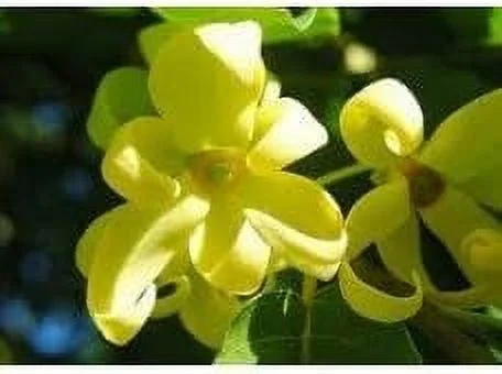 Ylang Ylang Fragrance Oil - Candle & Soap Fragrance Oil (4 Oz)