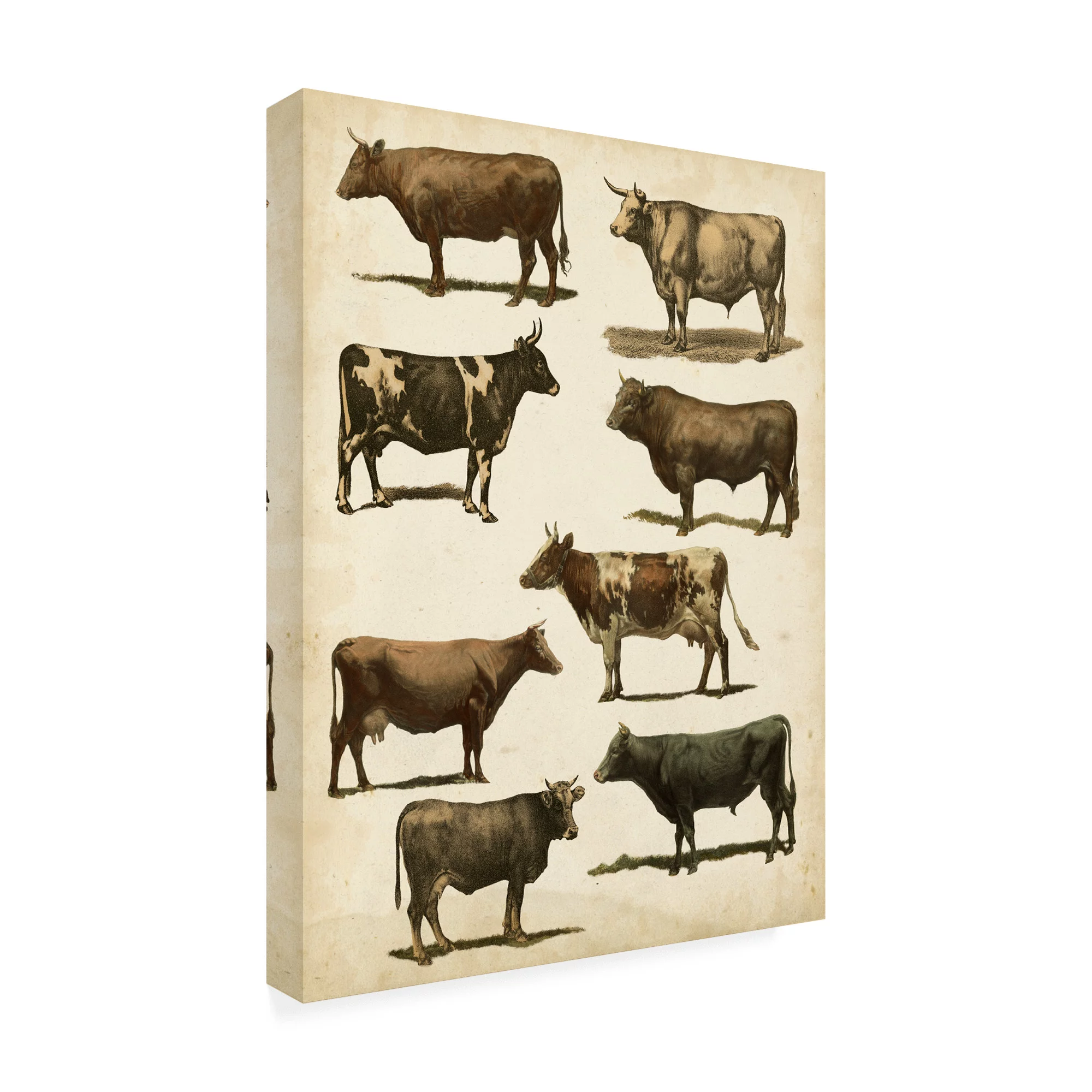 Trademark Fine Art 'Antique Cow Chart' Canvas Art by Vision Studio