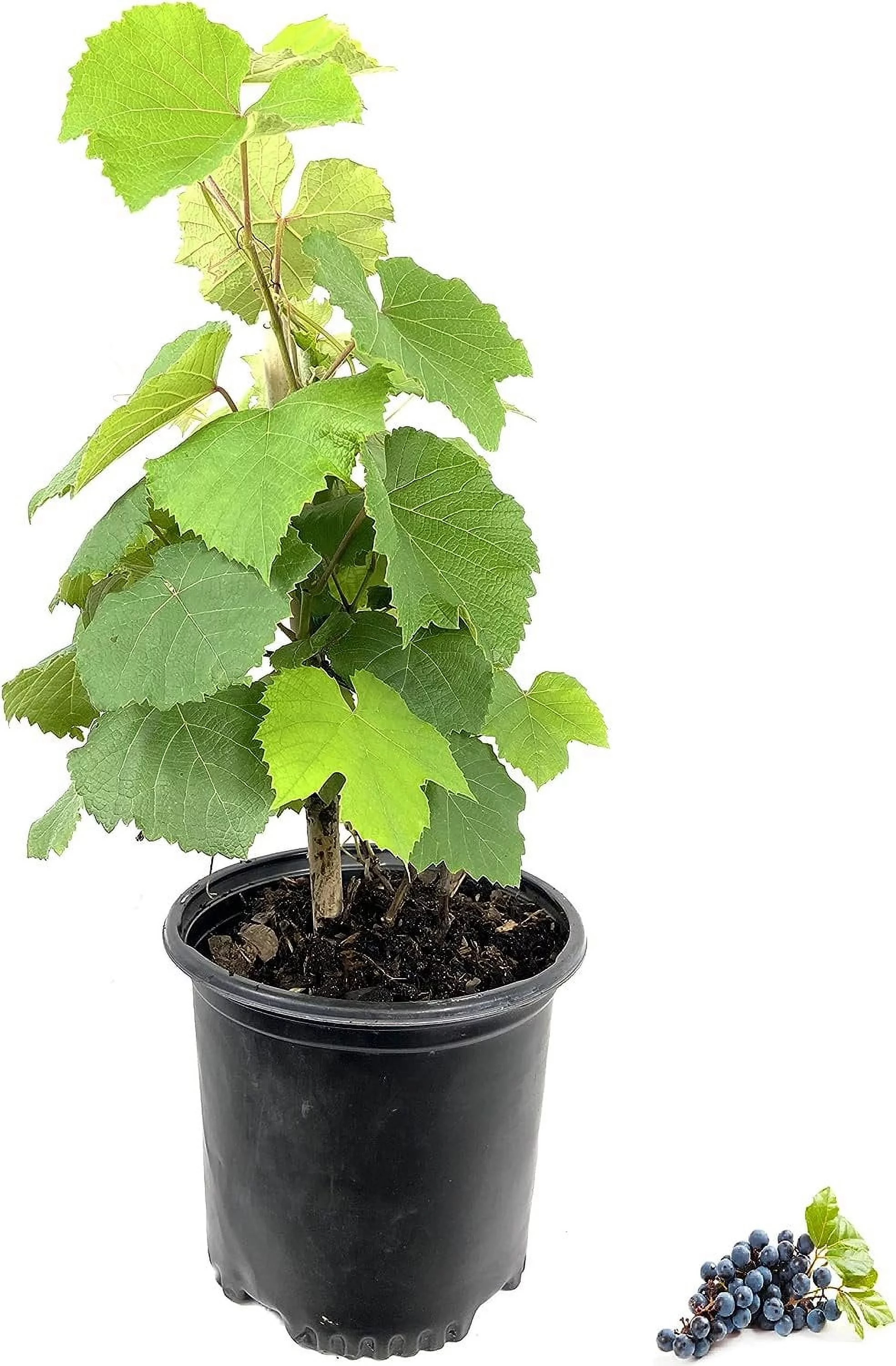 Grape Vine Plant - Live Plant in a 6 Inch Growers Pot - Variety is Grower