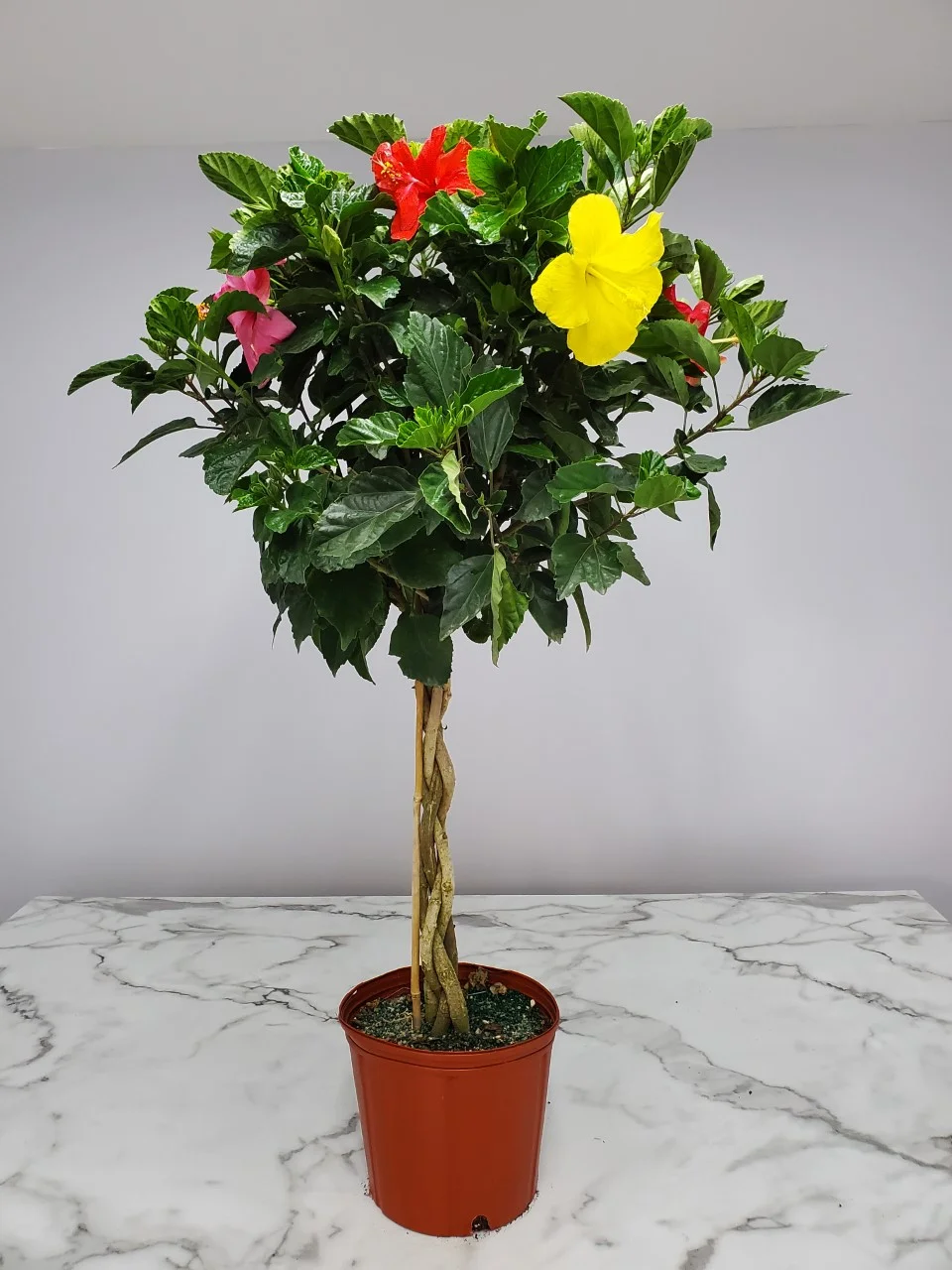 Tropical Plants of Florida 36" to 42" Braided 3 to 4 Mixed Color Hibiscus Tree; Full Sunlight