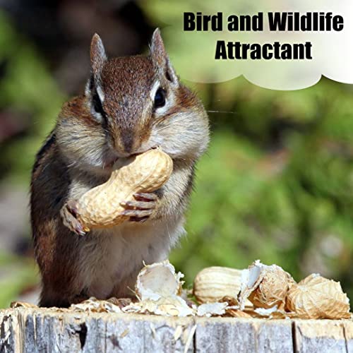 Old Potters Wildlife Shelled Peanuts, 10 lbs for Birds, Squirrels, and Wildlife. USA Grown Non-GMO, Organic Small Farm, Raw Shelled Peanuts. Wildlife Grade.