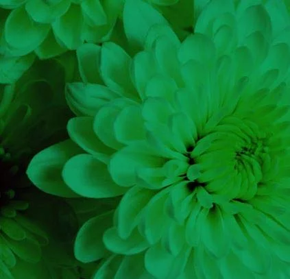 Design Master Absorbit Stem Dye for Fresh Cut Flowers Matte Finish Systemic (Holiday Green)