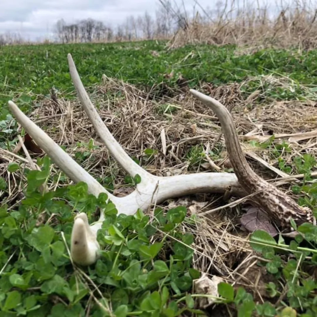 Pennington Rackmaster Durana Food Plot Seed Perennial White Clover 5 lbs for Deer Hunting and Wildlife Management