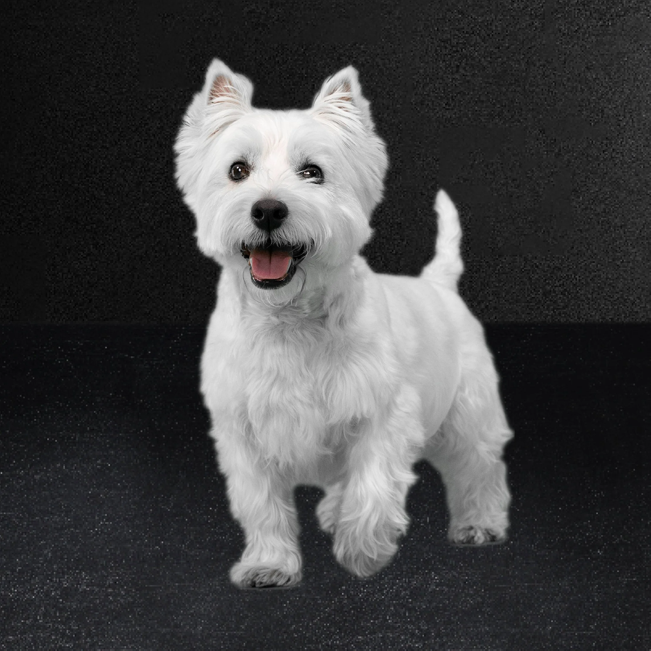 Classic Loaf in Sauce Filet Mignon & Porterhouse Steak, Filet Mignon, Prime Rib with Beef Adult Wet Dog Food - 3.5oz/36ct