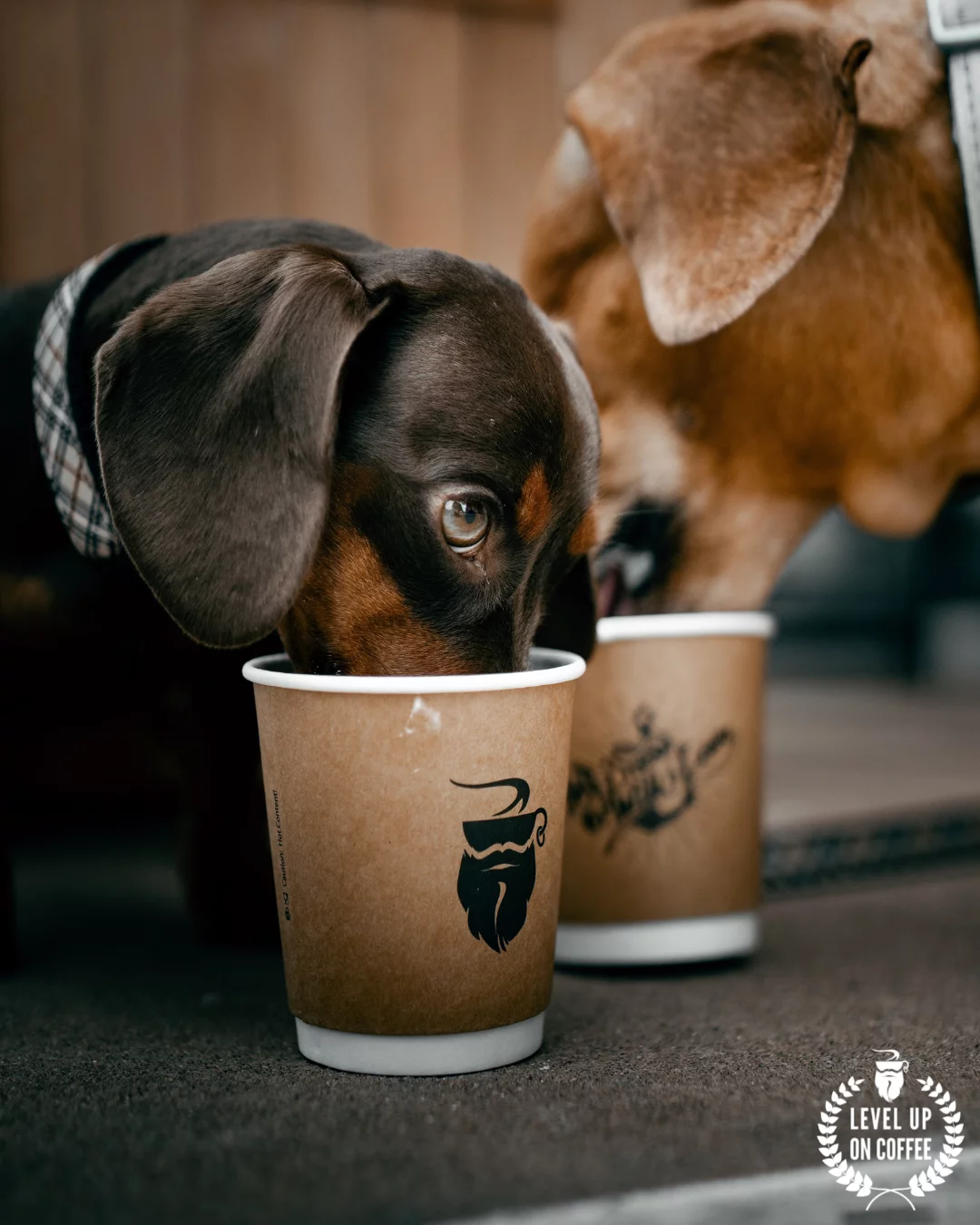 Barbarossa Coffee Medium-Dark Roast Chemex Blend (2.2 Lb)