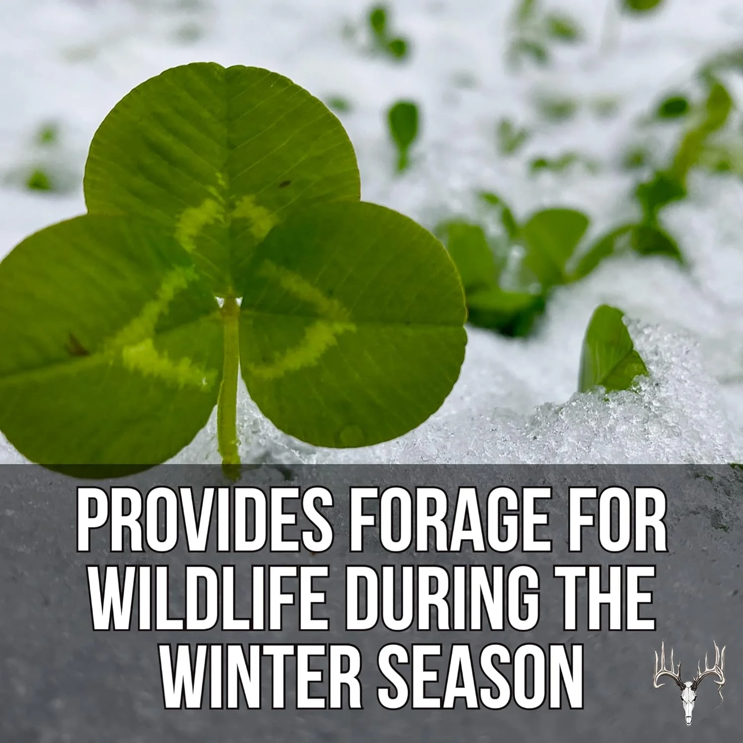 Crooked Bend Four Clover Combo Blend, 25LB Bulk, Perennial Food Plot Seed, Pheasant, Duck, Dove, Wildlife, Rabbit, Elk, & Wild Turkey Attractant, Grow Ground Cover & Whitetail Deer Hunting Food Plots