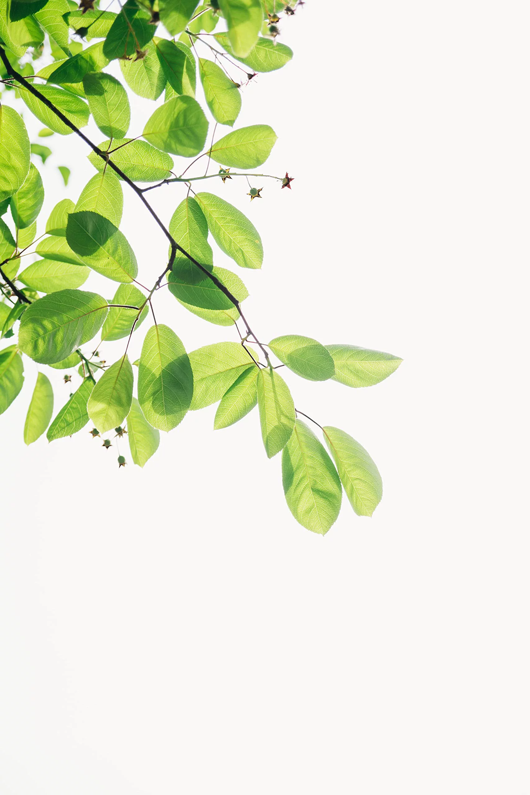 Endangered Species Dark Choc Bar Raspberries Grizzly (12x3 OZ)