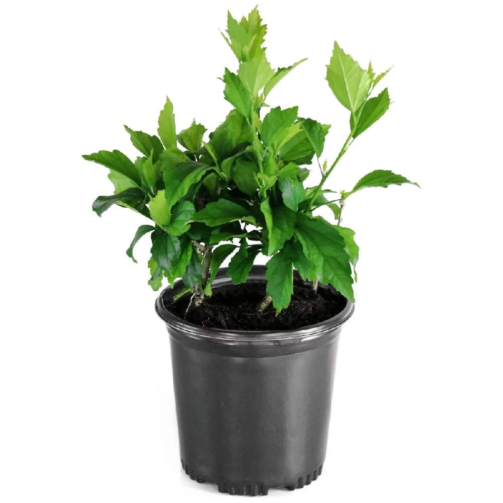 1G Hibiscus Bluebird in Grower Container -1 Piece