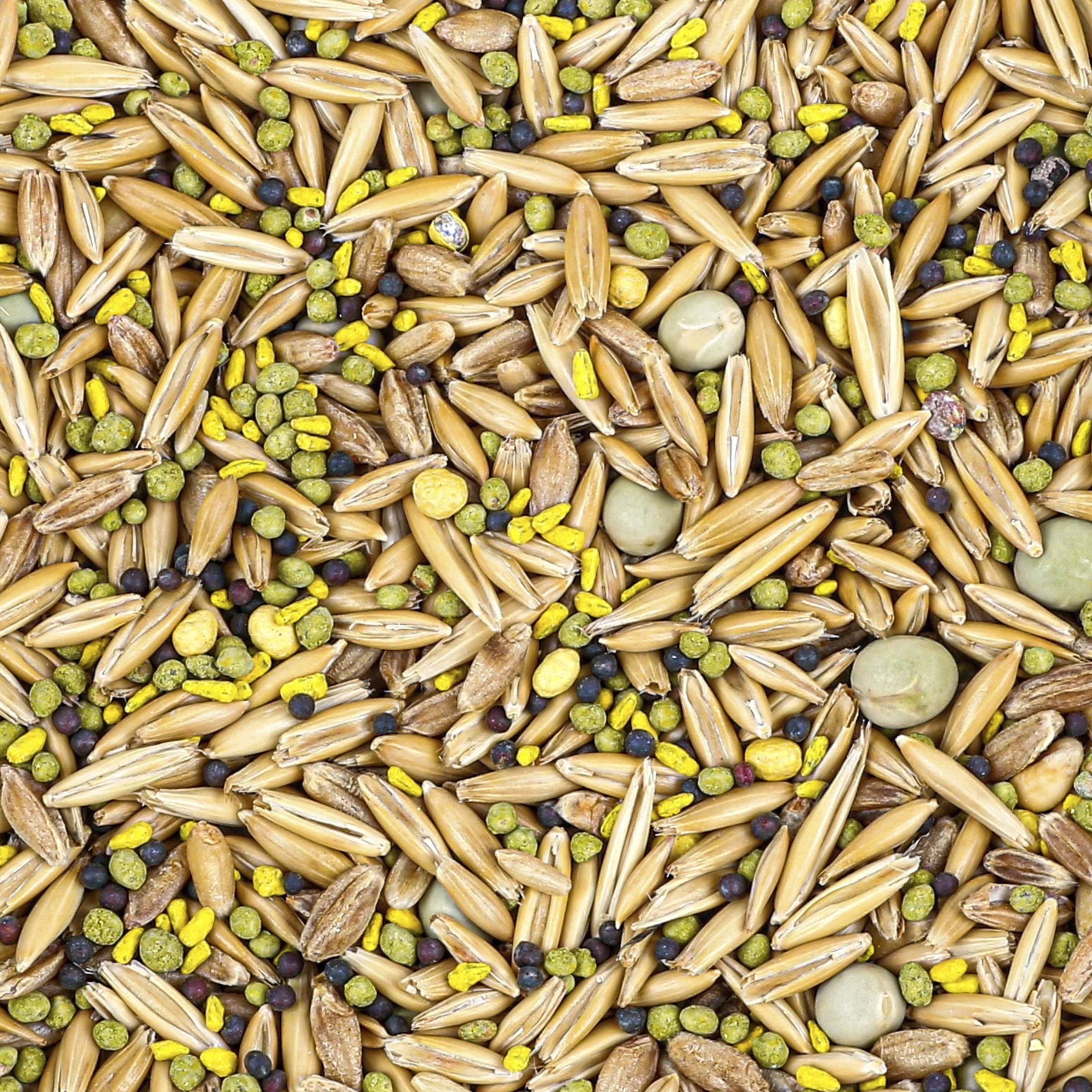 Evolved Harvest 5 Card Draw Food Plot Seed, 10 lb Bag