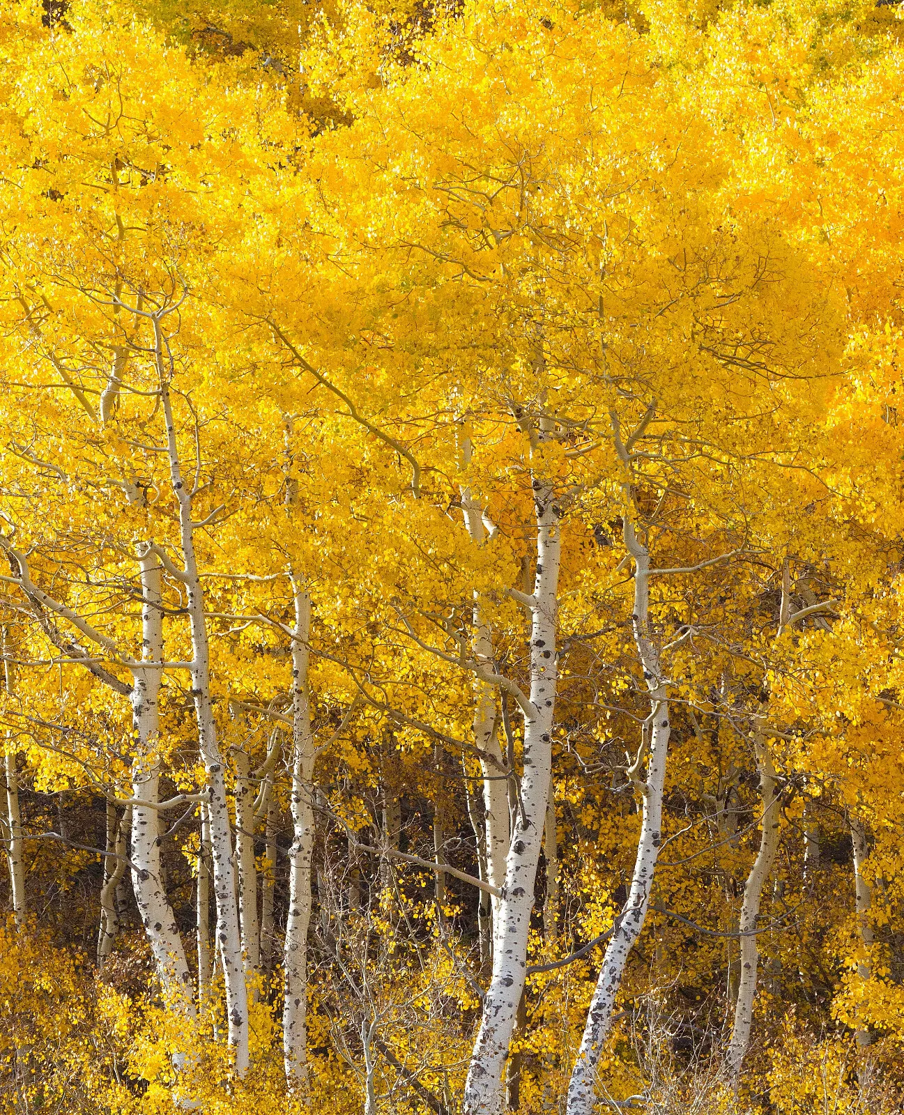 1-50 Quaking Aspen Trees (Populus tremuloides) Live Bareroot 18-24 Inches Tall, 50 bareroot trees