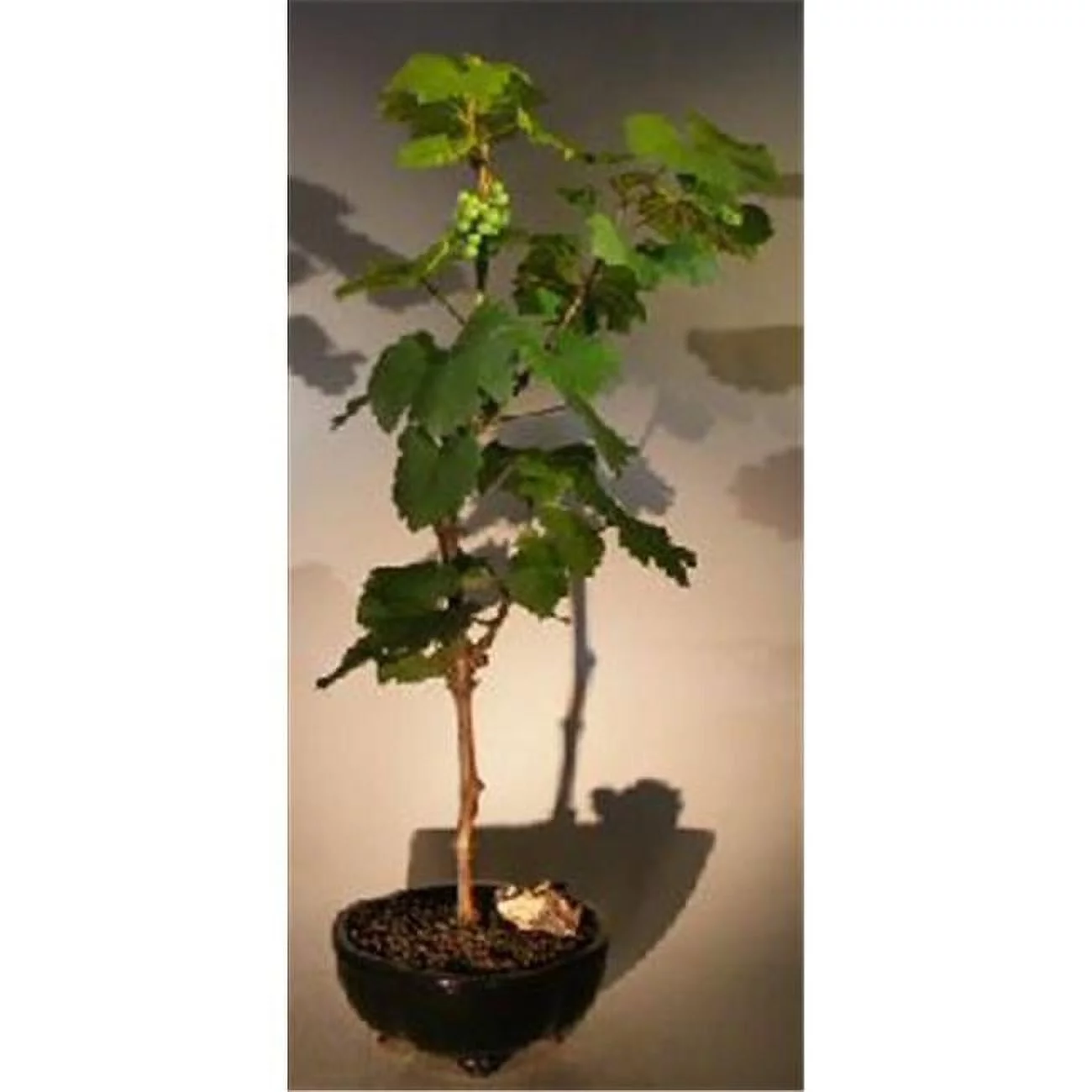 Wine Grape Bonsai Tree - Chardonnay