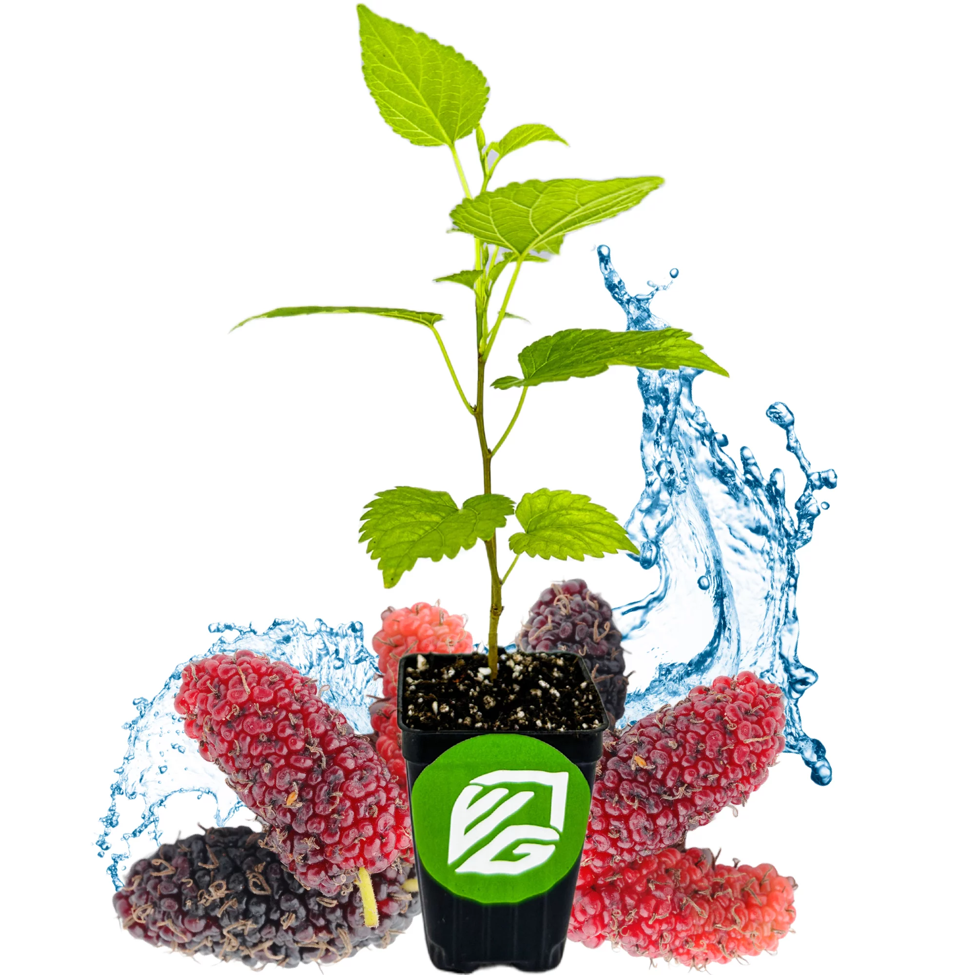 Dwarf Everbearing Black Mulberry Tree Live Plant - Morus nigra - Wellspring Gardens Starter Plant