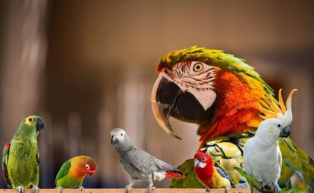 Bird Street Bistro Hearty Veggies Parrot Food Cooks in 3-15 Min Natural Grains