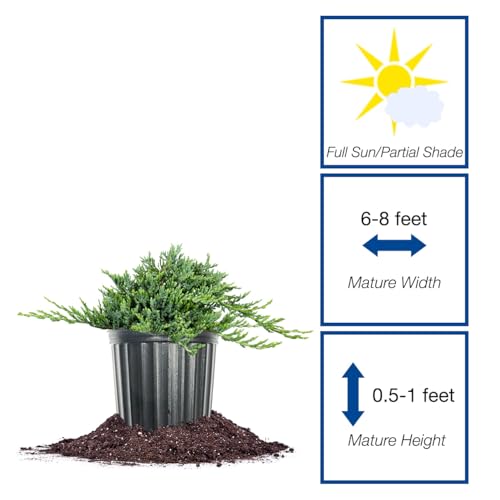 Perfect Plants Blue Rug Juniper 3 Gallon | Evergreen Groundcover Shrub with Unique Foliage