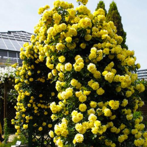 Golden Yellow Climbing Rose Live Plant Bare Root, Live Rose Bushes Ready to Plant Outdoor, 7-12 Inc Tall, Well Rooted, Cold Hardy